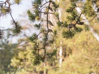 A branch of a pine tree