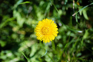 Close-up of one dandelion in a bloom, view from above, yellow and green color pallete