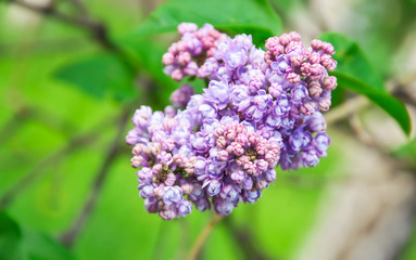Blooming varietal selection double lilac (Syrínga). The Sort Of 
