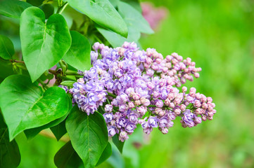 Blooming varietal selection double lilac (Syrínga). The Sort Of "Ami Schott"