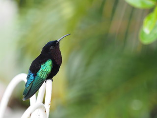 Colibri