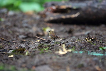 Lesser Shortwing (Brachypteryx leucophris) in Sumatra, Indonesia
