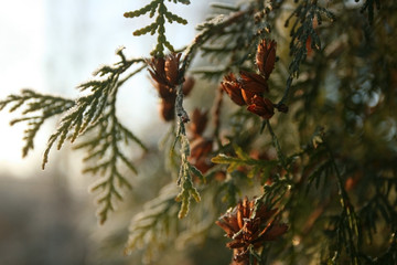thuja