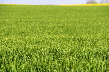 Champ de blé et Colza