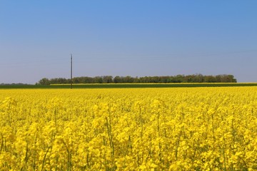 Colza bien Jaune au Printemps