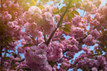 Spring background with flowering Japanese oriental cherry sakura blossom, pink buds with soft sunlight, soft focus