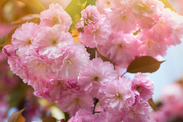 Spring background with flowering Japanese oriental cherry sakura blossom, pink buds with soft sunlight, soft focus