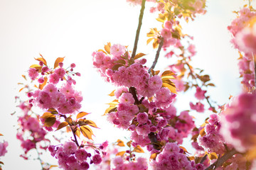 Spring background with flowering Japanese oriental cherry sakura blossom, pink buds with soft sunlight against the sky, soft focus, with space for text and postcards