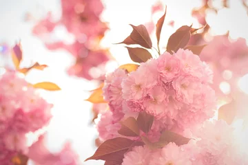 Abwaschbare Fototapete Kirschblüte Spring background with flowering Japanese oriental cherry sakura blossom, pink buds with soft sunlight, soft focus