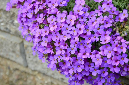 Group of aubretia in a brick bed.