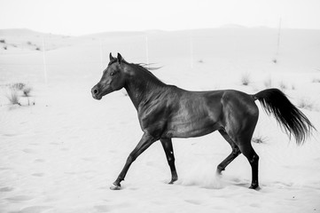 Fototapeta na wymiar black arabic horse running in desert