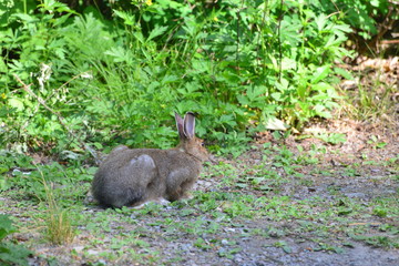 Wildhase in freier Laufbahn