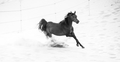 black arabic horse running in desert © serhii
