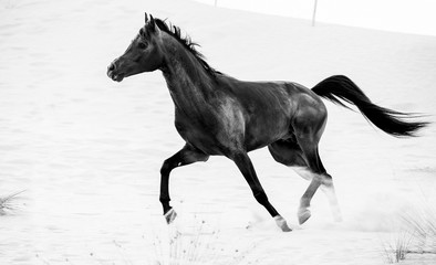 Fototapeta na wymiar black arabic horse running in desert