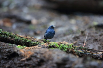 Sunda robin (Myiomela diana) in Sumatra, Indonesia 