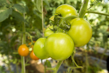 Ripe natural tomatoes growing on a branch.