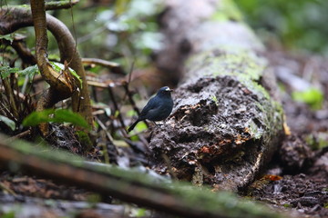 Sunda robin (Myiomela diana) in Sumatra, Indonesia 