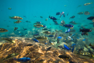 Fototapeta na wymiar Underwater world of Lake Malawi - Malawi
