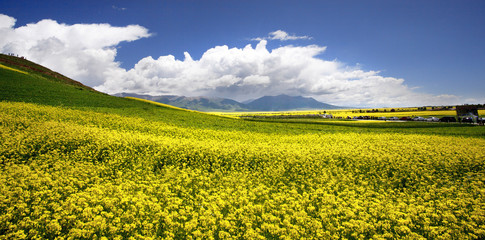 Yellow rape flowers in the valley of flowers