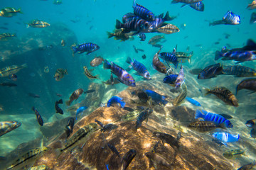 Naklejka na ściany i meble Underwater world of Lake Malawi - Malawi