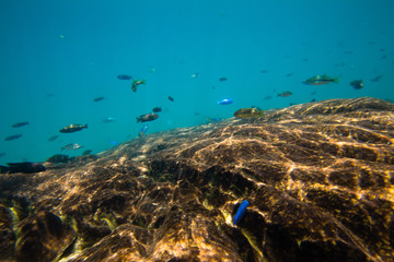 Fototapeta na wymiar Underwater world of Lake Malawi - Malawi
