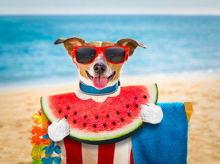 dog on  hammock or beach chair