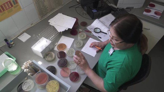 Mature female doctor specialist microbiologist is testing samples at the desk with glassware in laboratory, microbiology or bacteriology analysis, crane shot to petri dish close up, indoors