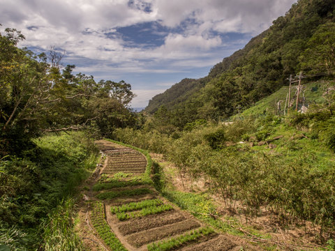 View for the tea plantation