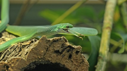 Raue Grasnatter (Opheodrys aestivus) frisst Wanderheuschrecke (Locusta migratoria)

