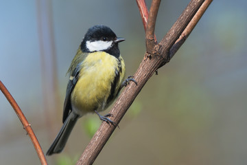 Great Tit (Parus major)