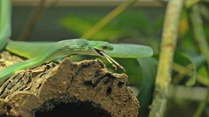 Raue Grasnatter (Opheodrys aestivus) frisst Wanderheuschrecke (Locusta migratoria)

