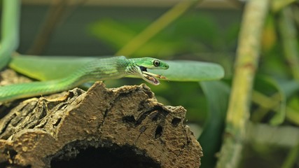 Raue Grasnatter (Opheodrys aestivus) frisst Wanderheuschrecke (Locusta migratoria)

