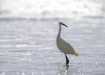 Snowy Egret (Egretta thula), Refugio State Beach, Goleta, CA, USA.
