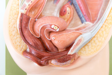 Development of Embryo model, fetus for classroom education.	