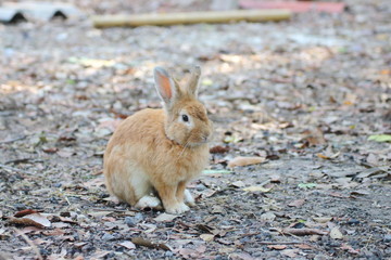 Brown Rabbits are in the wild in the dry season.