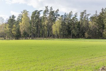 Blooming leaves on the trees and the young grass on the earth. Fir-trees and pines. Spring forest in the middle of April. Podlasie, Poland.