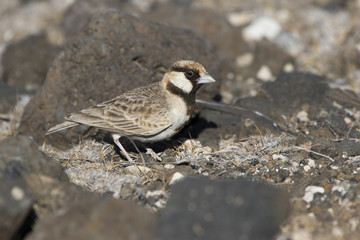 Male Fischers sparrow-lark sitting on the ground in the dried savanna in the dry season