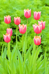 美しいチューリップの花