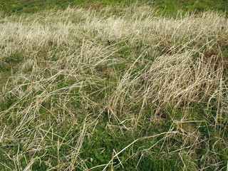 河川敷の枯れ草