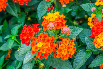 Closeup to Lantana Camara Flowers with Leafs