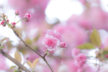 満開の八重桜