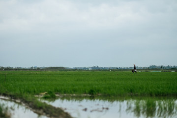 Look over field of rice covered with water