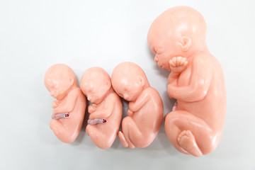 Development of Embryo model, fetus for classroom education.	