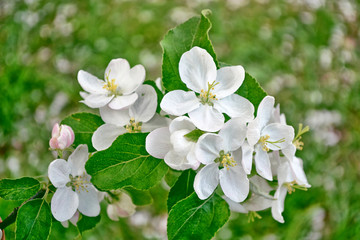 Bright colorful spring flowers