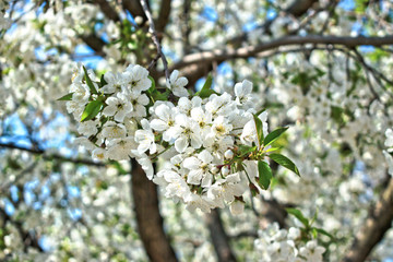Closeup of white cherry blossoms 