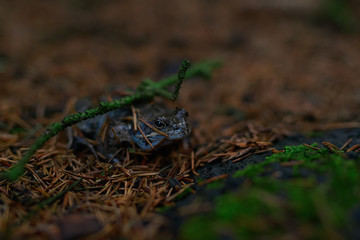 Side view of frog hiding in the ground cover