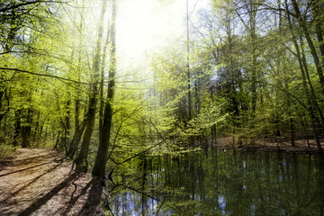 Fototapeta na wymiar die Sonne scheint im Frühling durch Bäume mit frischen grünen Blättern