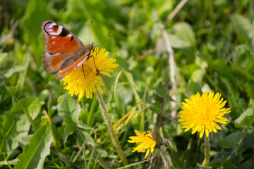 Beautiful butterfly on a yellow dandelion. Nature