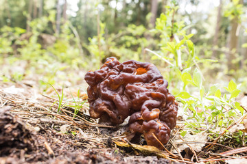 Morel - the first spring mushroom among the firs and pines . Spring forest in the middle of April. Podlasie, Poland.