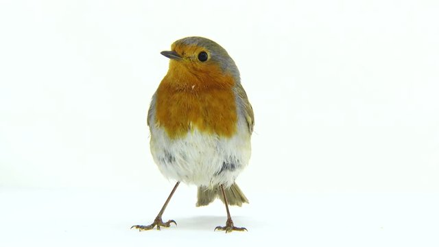 robin isolated on a white background